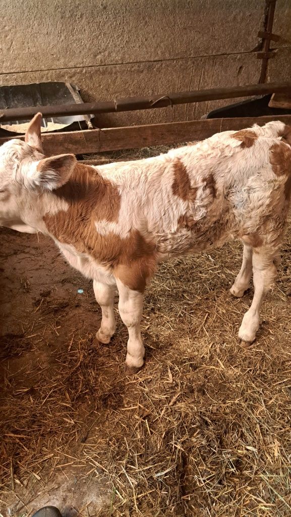 Vând vița baltata de 3 săptămâni