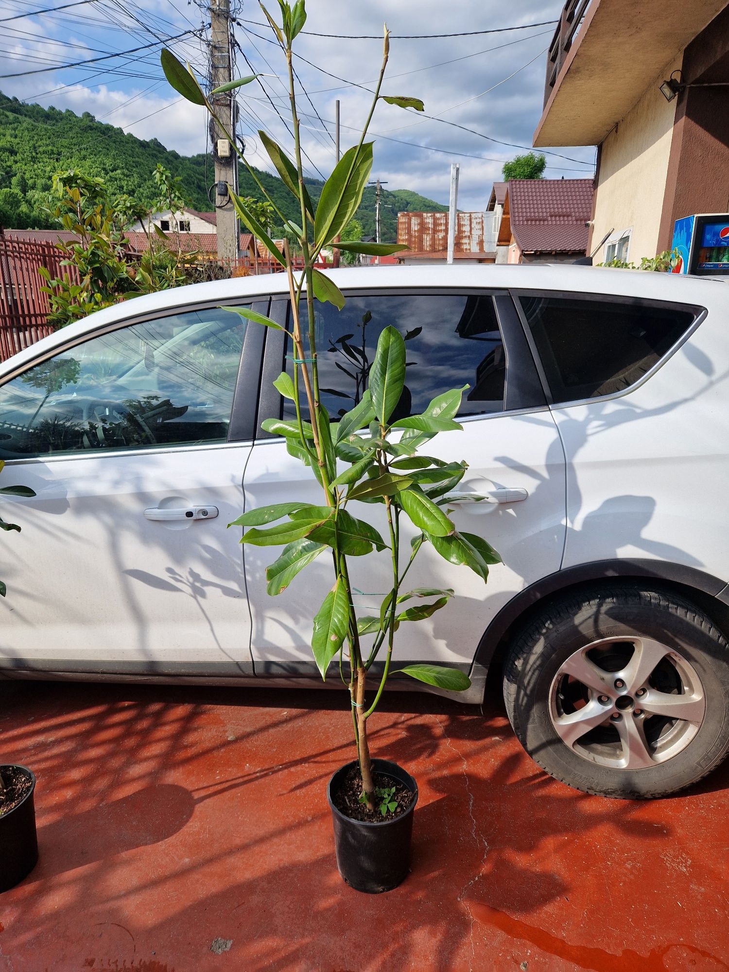 Magnolia.  Grandiflora  veșnic verde