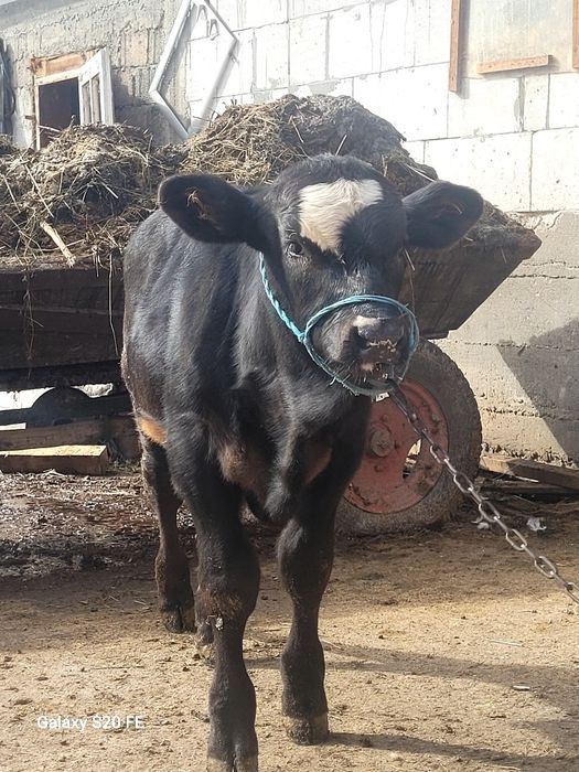 Tauras 5 6 luni hntarcat angus frumos