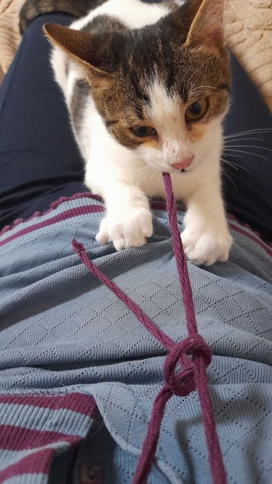 Кая и Мони търсят дом