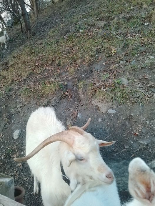 Țap  bun de prăsilă