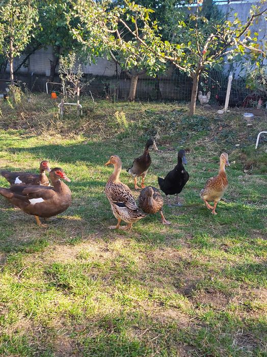 Vand oua rate indiene alergatoare ratoi