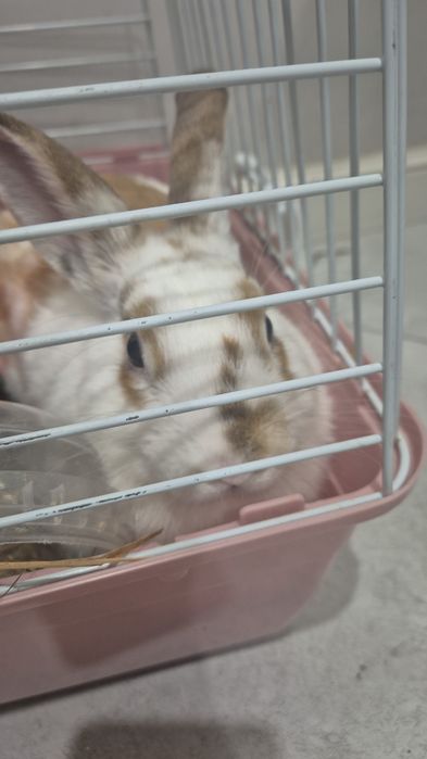 Үй қоянын тегін беремін.Отдам кролика бесплатно