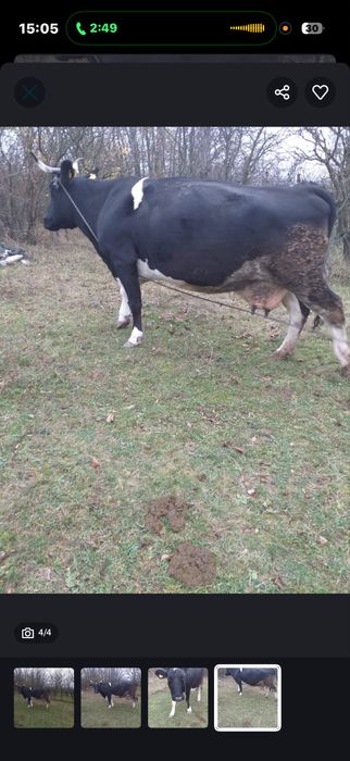 Vand vaca vaca de vanzare