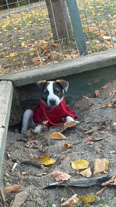 Donez cațeluș aprox 3 luni