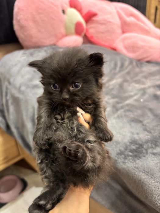 British shorthair&longhair