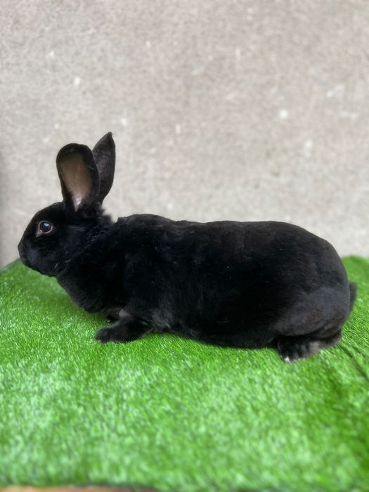 Rex cho’rniy pantera sames