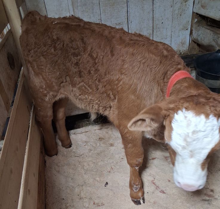 De vânzare tauras baltat