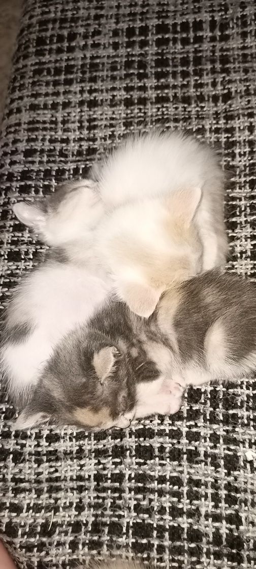 Котят в добрые руки