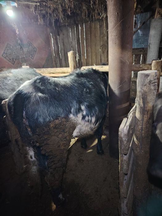 Продам телку с откорма