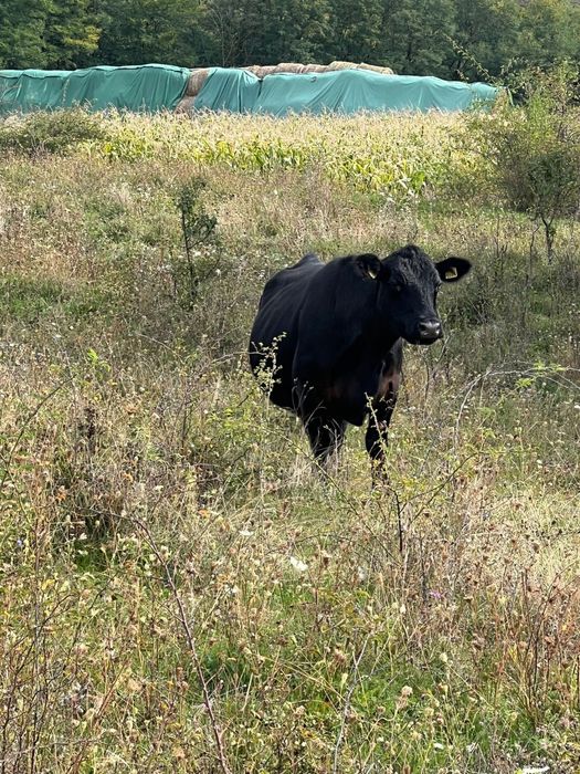 Vand vaci Aberdeen Angus