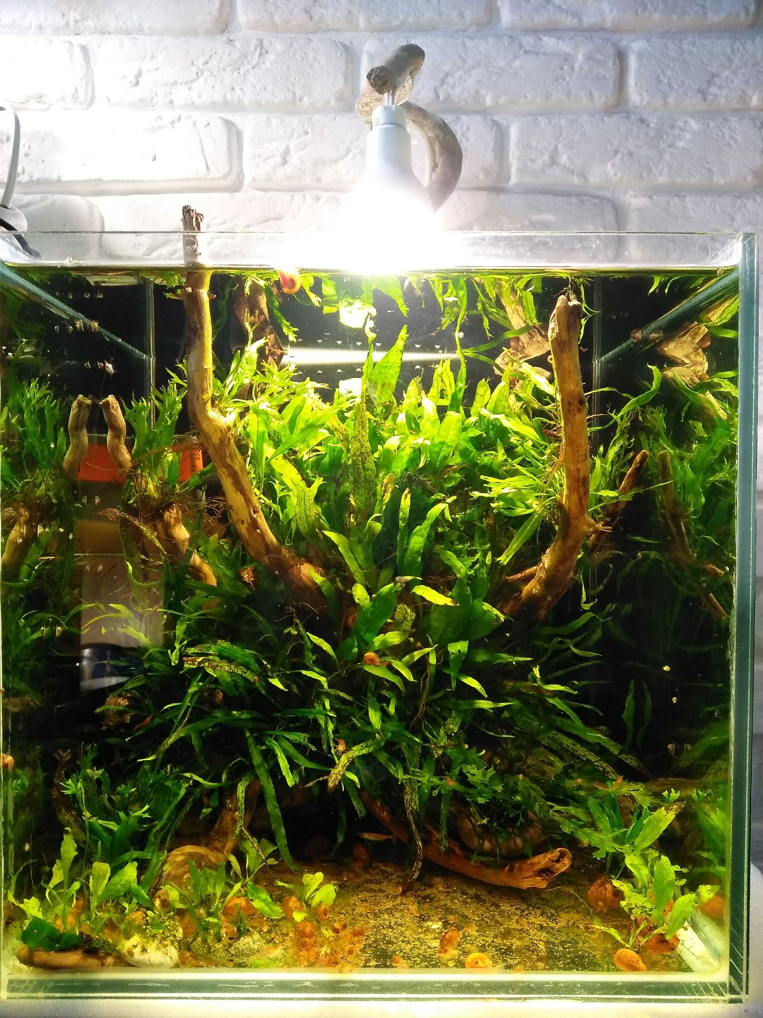 Продается аквариум с растениями.