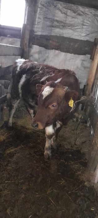 Продам бычков  8 месяцев