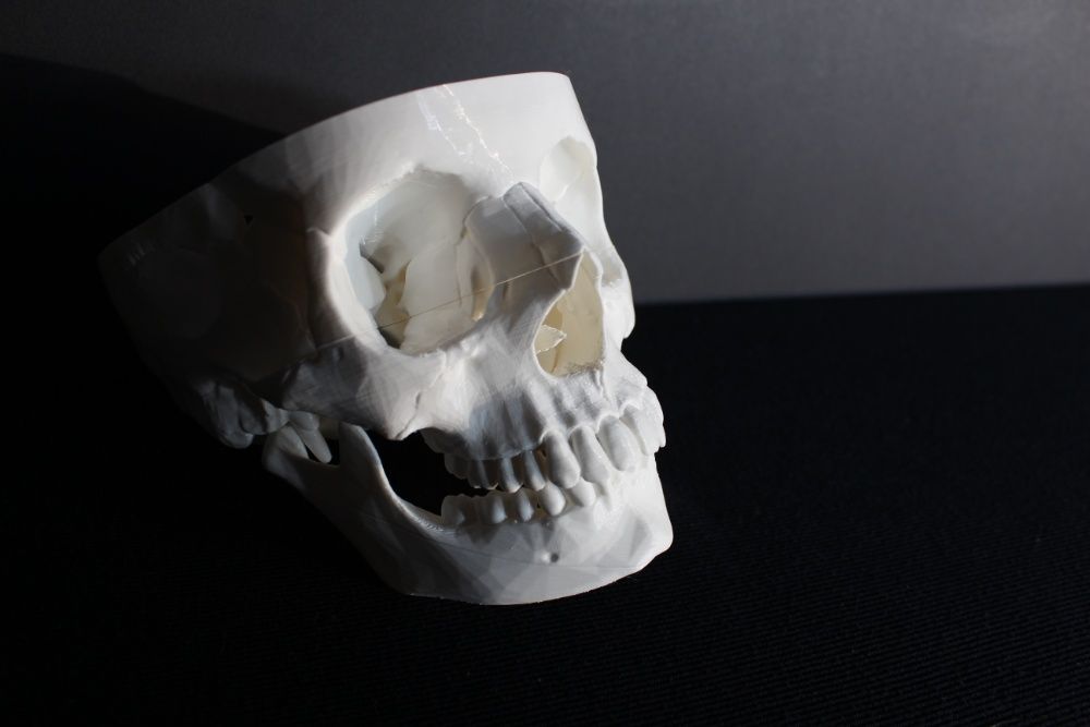 Анатомичен модел череп за обучение