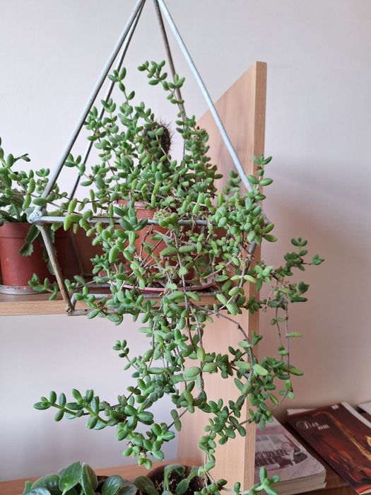 Цветы домашние.продаю.