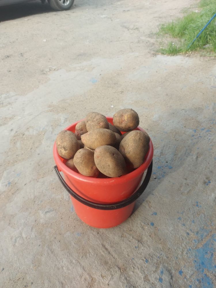 Продам картошку дачную