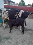 Vaca holstain cu vitel angus