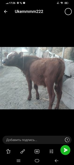 Sifatli paroda Buqacha sotiladi