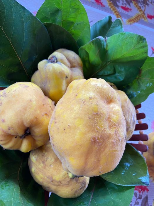 Vând gutui mari și frumoase!