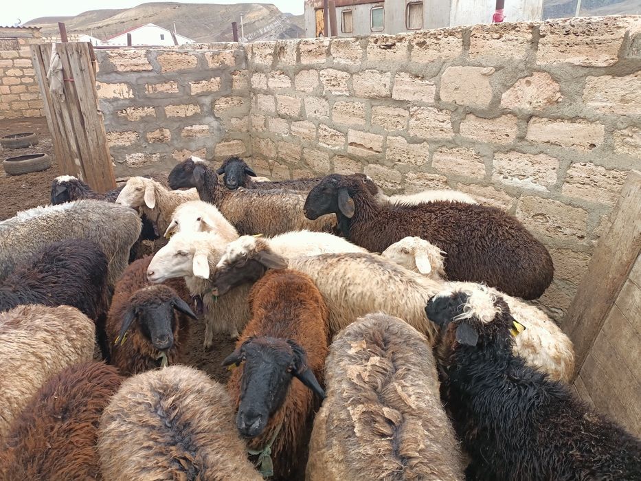 Жас қойлар сатылады