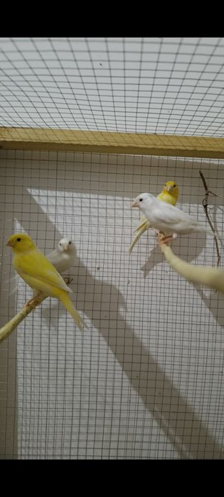 Kanareka sotiladi 3 ta nar 1 ta moda soglom tayor