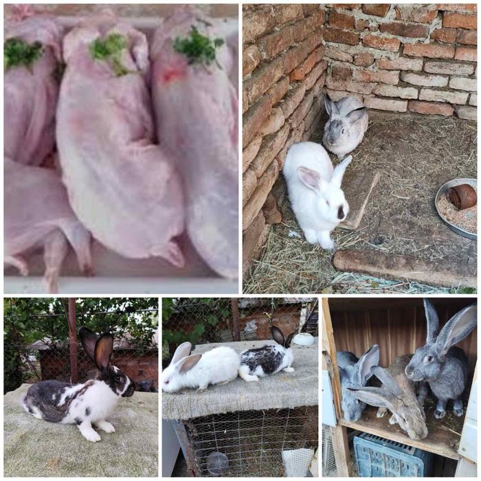 Продавам зайци и заешко месо