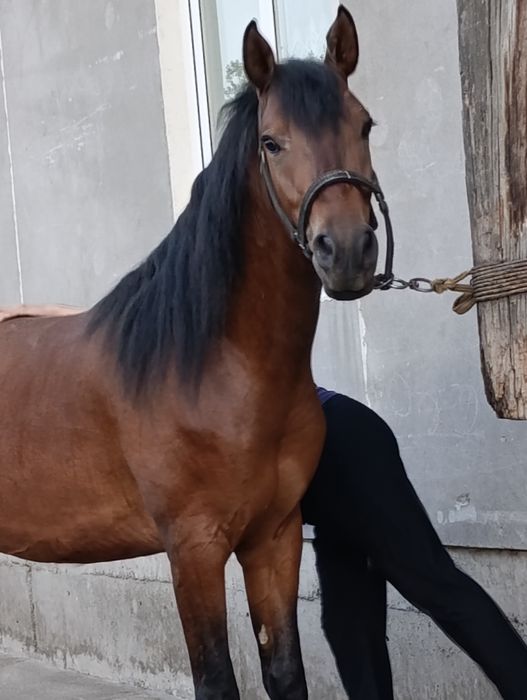 Сотамаааааааан тозззаааа корабайр зотдан