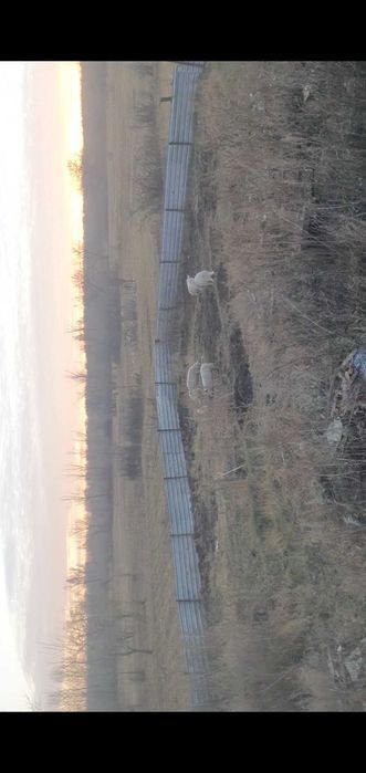 Свинина домашняя,очень вкусная