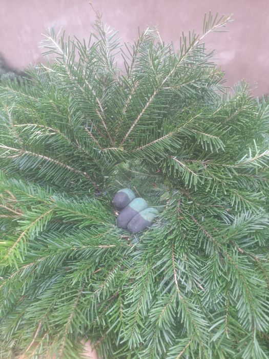 Vând coronițe de brad angro