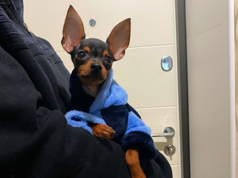 Щенок мини той терьерчика