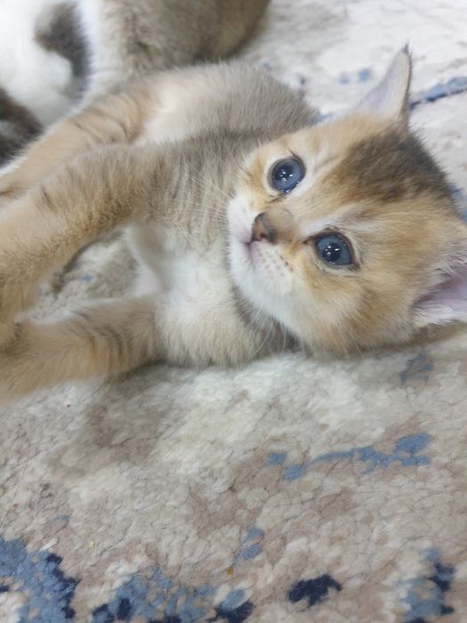 Шотландский мушуклар