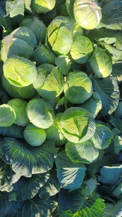 Vândă varză, green lunar