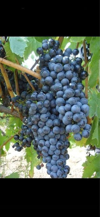 Vand struguri de vin transport in toata tara