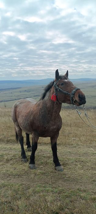 Vând iapă semigrea