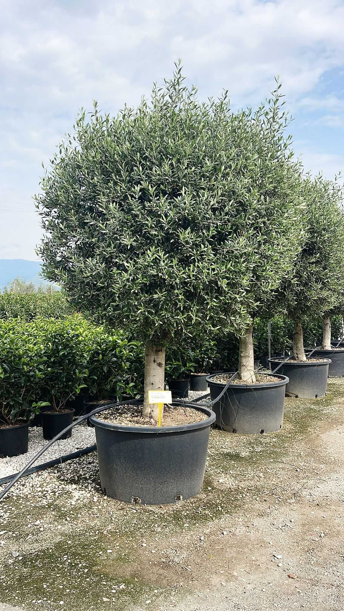 Plante ornamentale oriunde in tara calitate extra