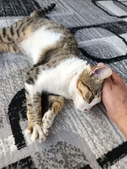 Отдам даром, котенок  девочка