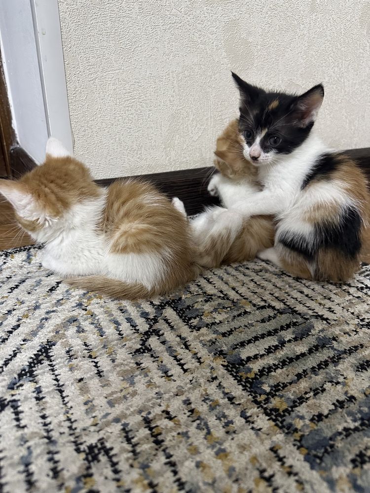 Котятя в добрые руки