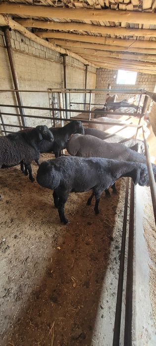 Кучкор сотилади кафтархона срочни