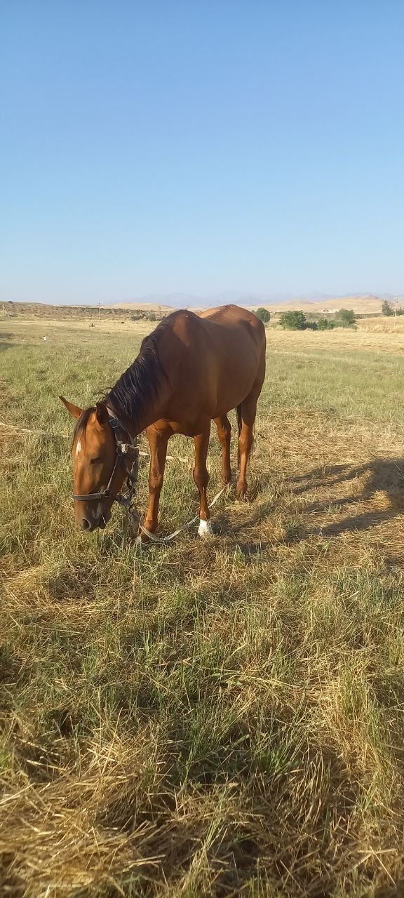 Ot Donchak biya sotiladi