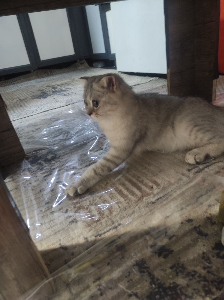 Продам британский скоттиш фолд