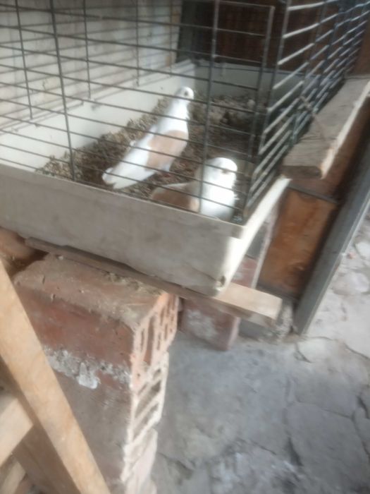 Продавам чифт кабаци