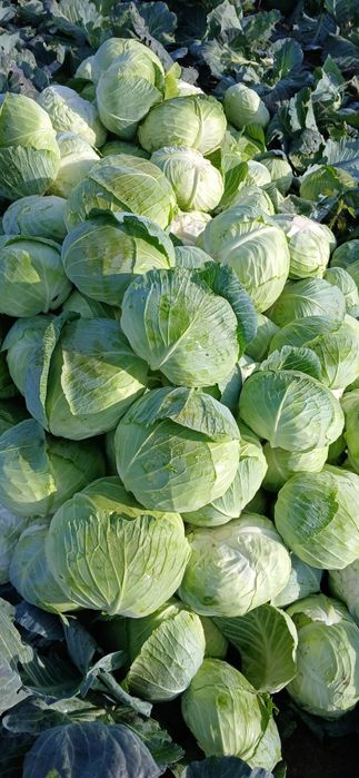 Varza cu frunză subțire