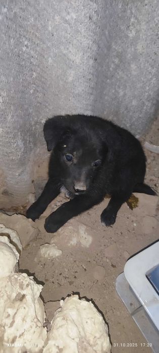 Отдам даром щенят