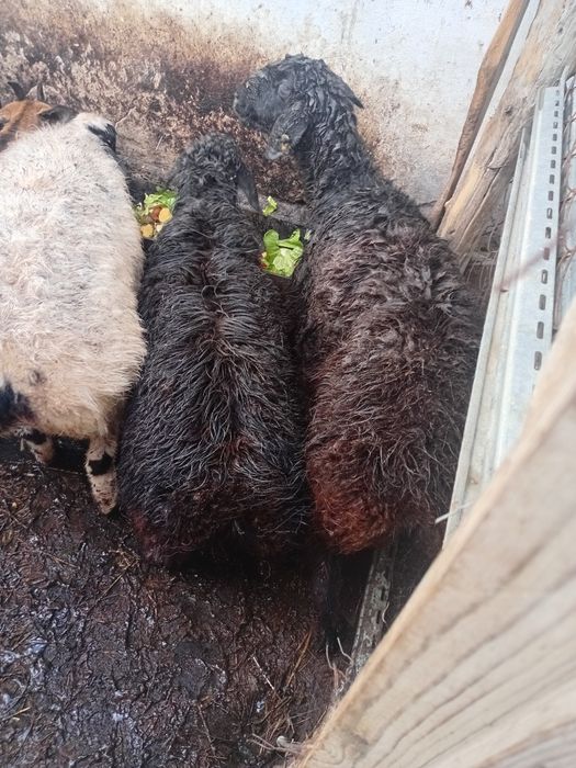 Қой 1 штукгі 85000 мың 4 қой бар