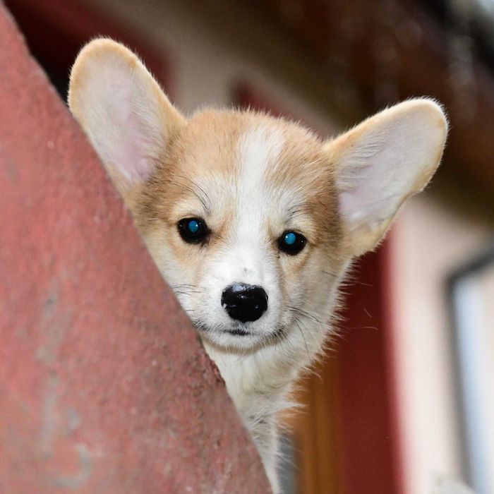 Cățeluș Corgi perfect. Vaccinat, deparazitat, pedigree, microcip