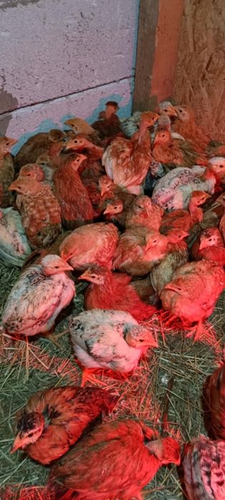 Puicute și cocoși  brahma tineri  2025