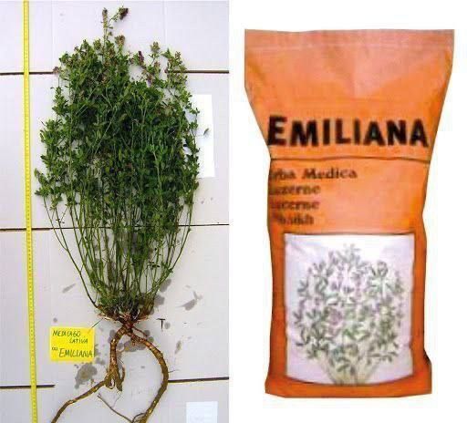 Беда уруг (оригинал)