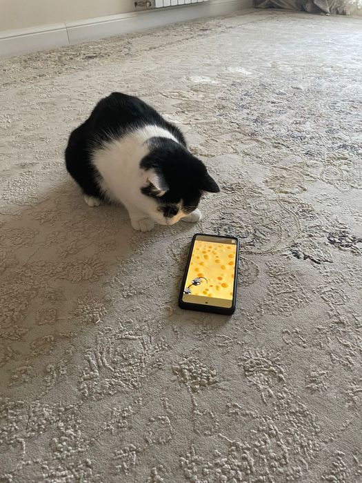 Отдаем кошку девочка