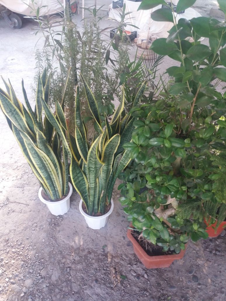 Продам цветы разные