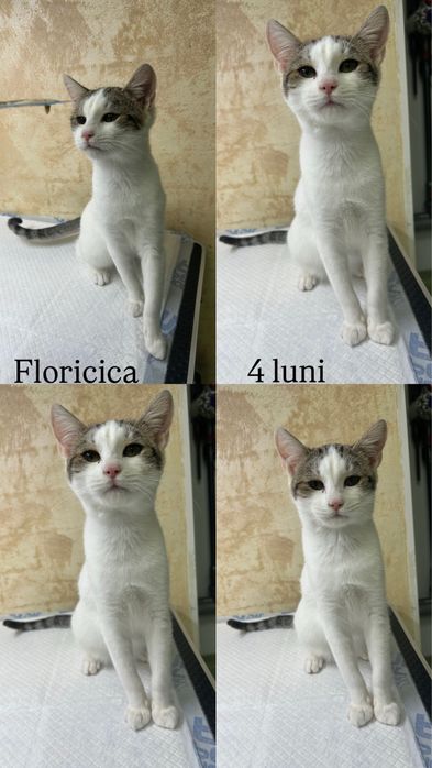 Pisoi disponibili pentru adopție